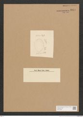 Surirella sp. (de-Toni-Nr.: Genus 53) Zeichnungen Sammlung Grunow Nr. 4854 (NHMW-BOT-W0373030)